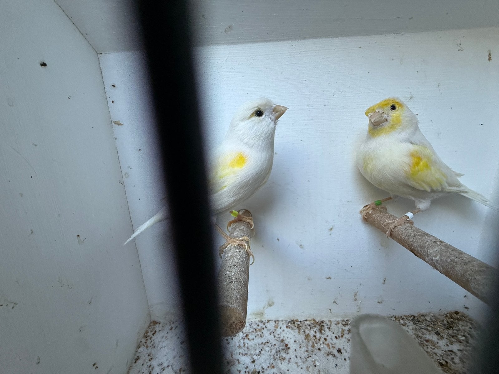 2 prachtige geel mozaïek kopels 2025, Meerdere dieren, Kleurkanarie