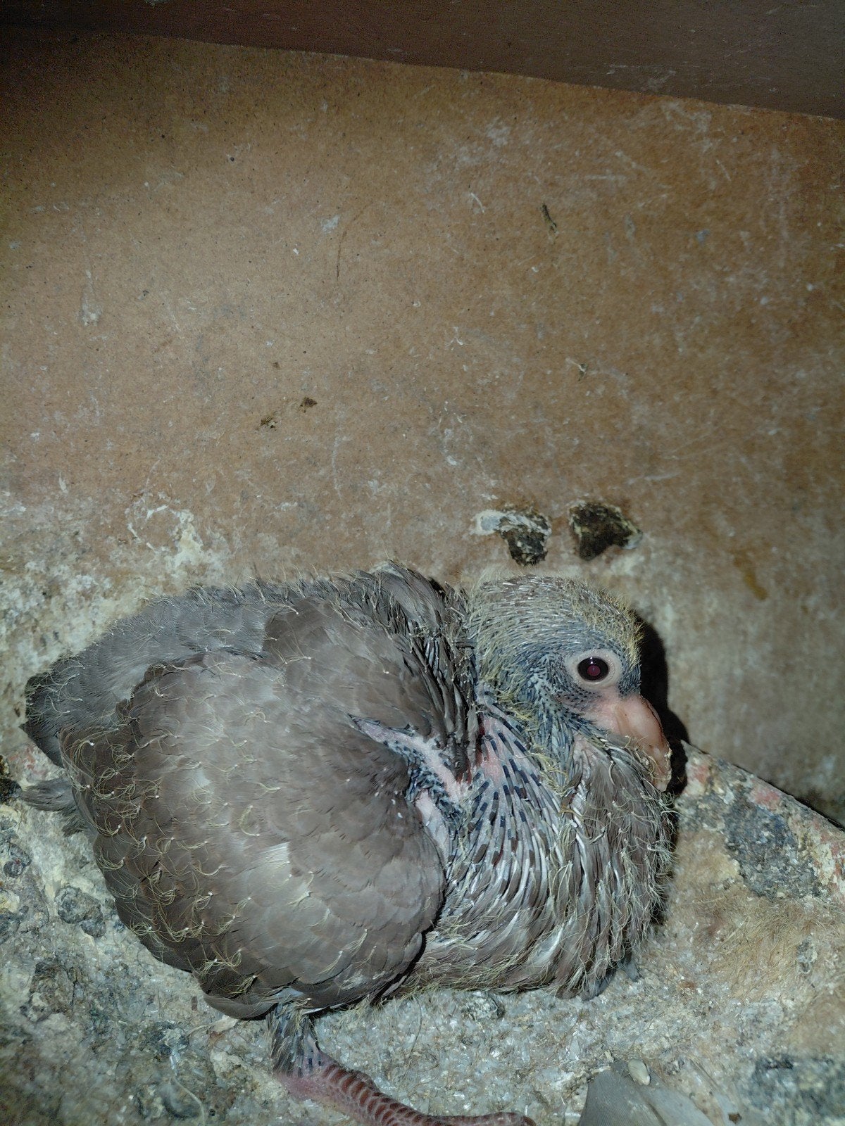kleurpostduif jong choco oliebont kleur, Dieren en Toebehoren, Geslacht onbekend, Postduif
