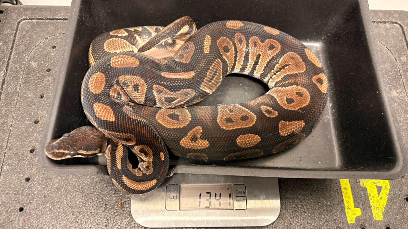 Black head 100% het desert ghost ball python Ball Python photo 4