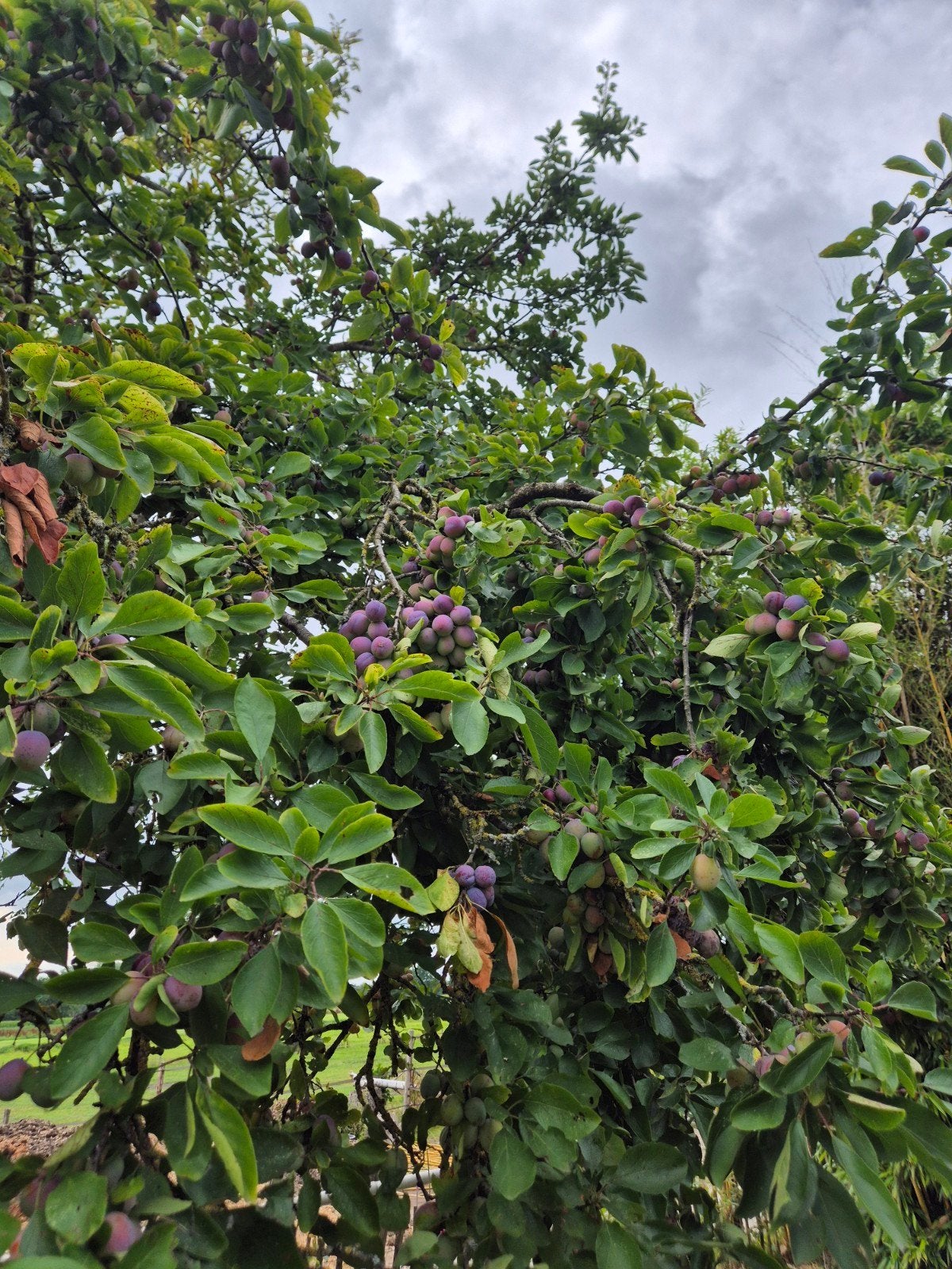 Heerlijke verse pruimen, Tuin en Terras, Planten | Fruitbomen, Ophalen