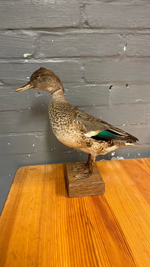 Opgezette eend, Ophalen of Verzenden, Zo goed als nieuw, Vogel, Opgezet dier