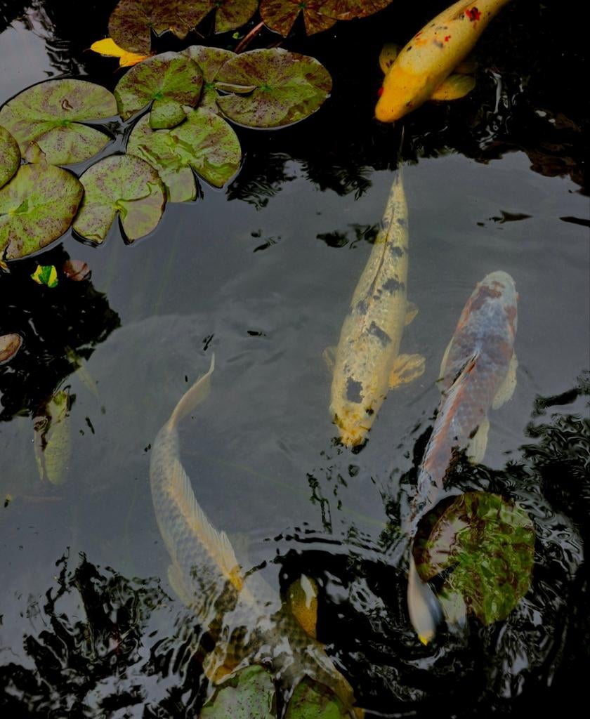 Koi's, Dieren en Toebehoren, Vissen | Vijvervissen, Karper of Koi