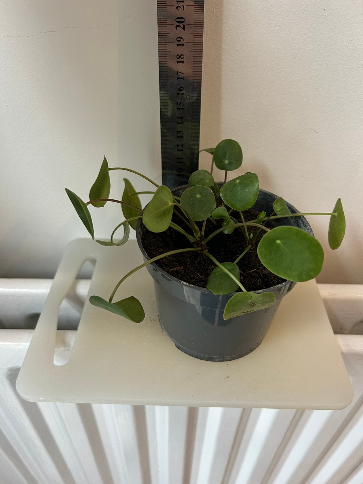 Pannenkoekenplant, Ophalen, Halfschaduw, Minder dan 100 cm