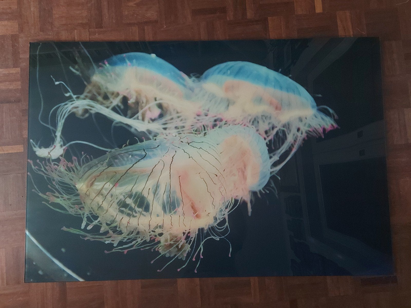 Prachtige foto kwallen  Onderwaterwereld Zeeleven Decoratief, Ophalen, Nieuw, 100 tot 125 cm, Foto of Poster