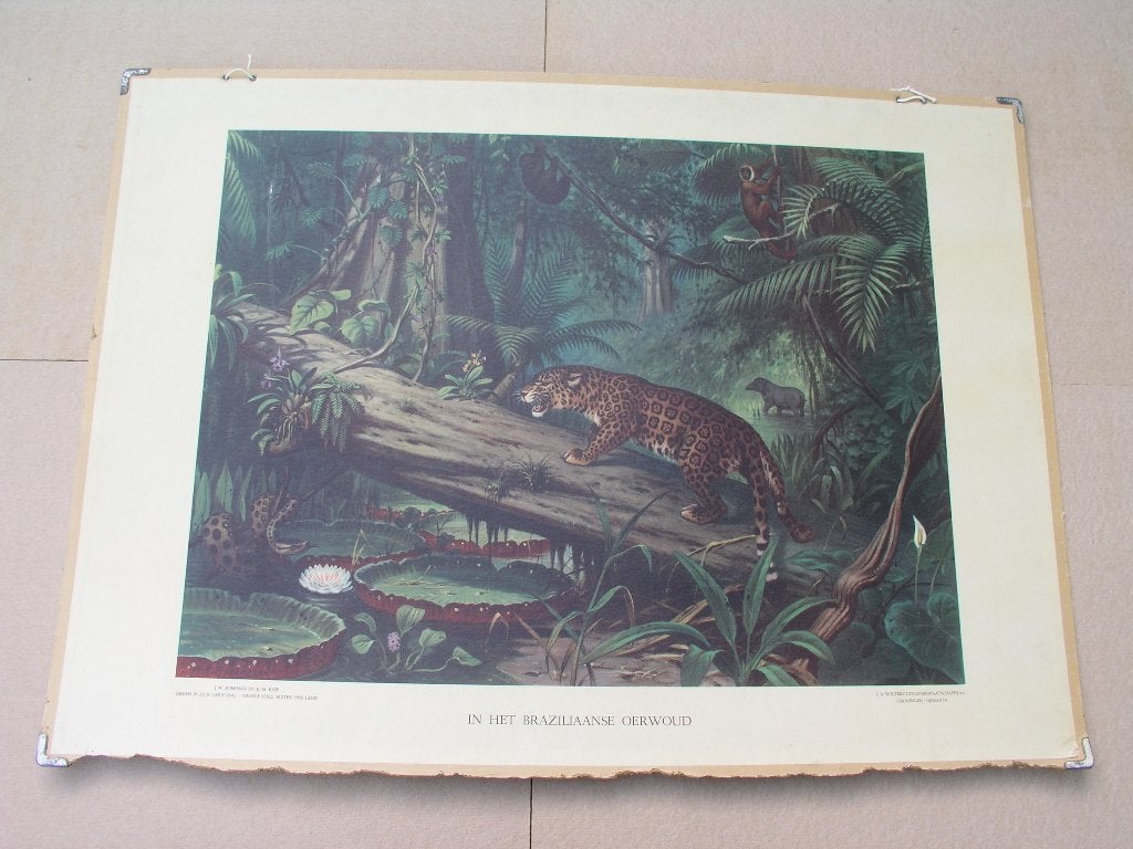 Schoolplaat Braziliaanse oerwoud / Siberische vlakte/Borneo, Ophalen, Natuur en Biologie