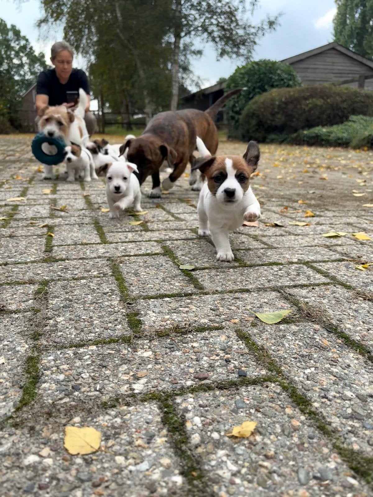 Ruwharige Jack Russell pups, Dieren en Toebehoren, Honden | Jack Russells en Terriërs, Jack Russell Terriër, 8 tot 15 weken, Meerdere