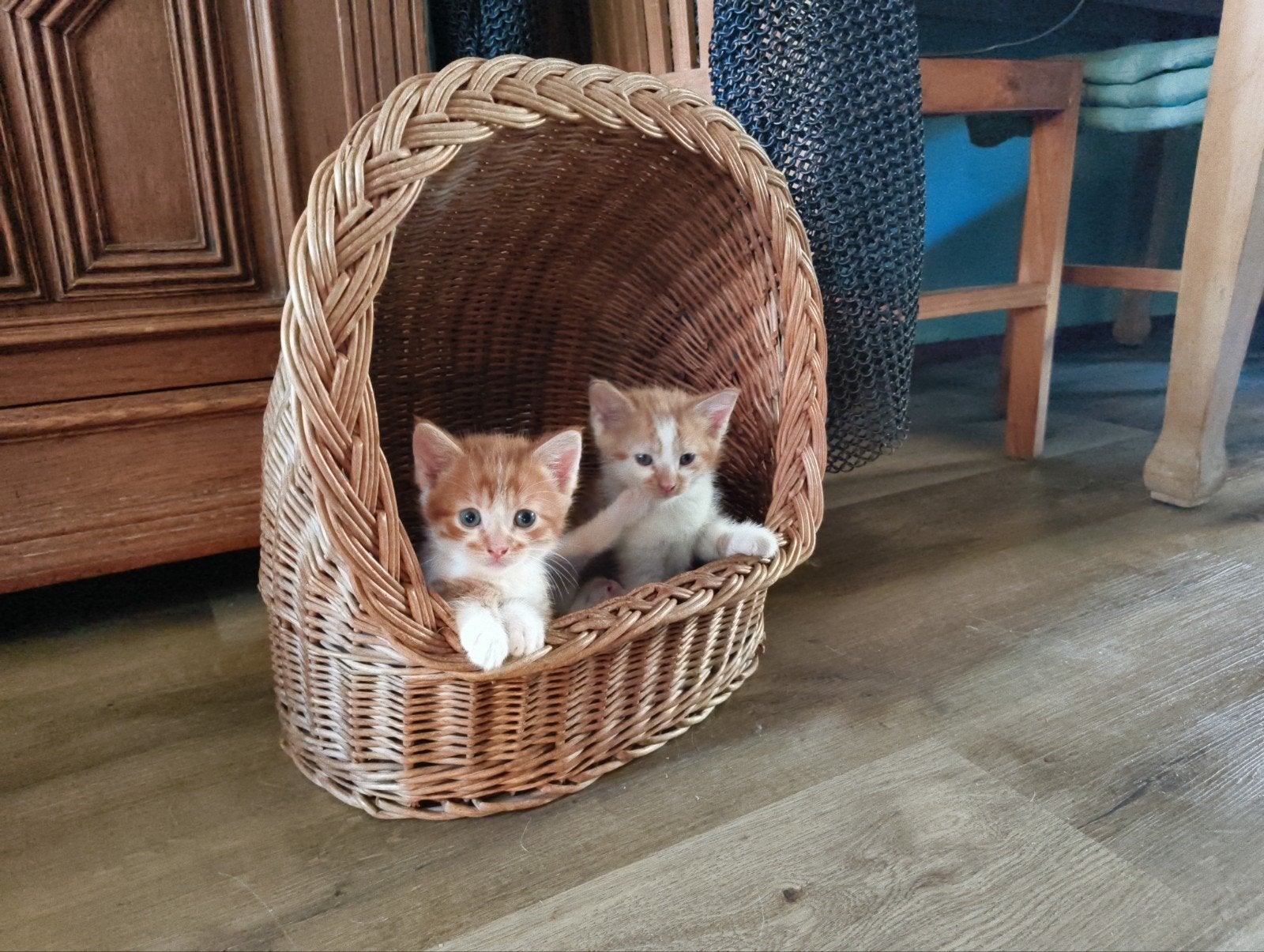 3 Kittens, nieuw in mand. Vers. Op=op, Meerdere dieren