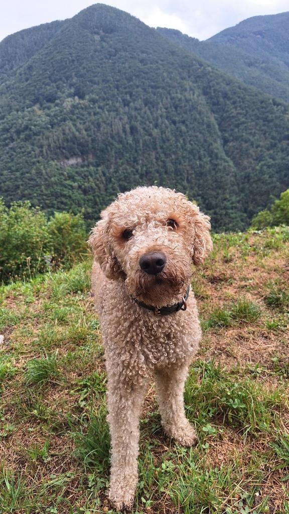 Labradoodle dekreu F3 ( reu ), Dieren en Toebehoren, Reu, Parvo, Eén hond, 3 tot 5 jaar