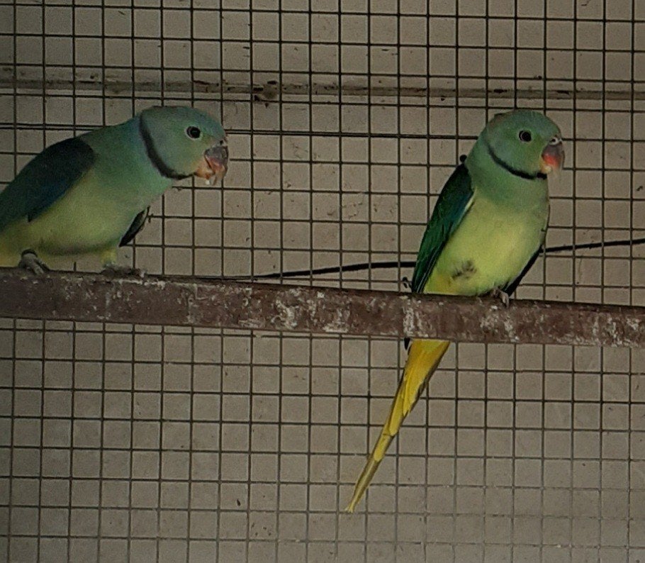Twee Malabar parkieten mannen, Dieren en Toebehoren, Mannelijk, Parkiet, Geringd