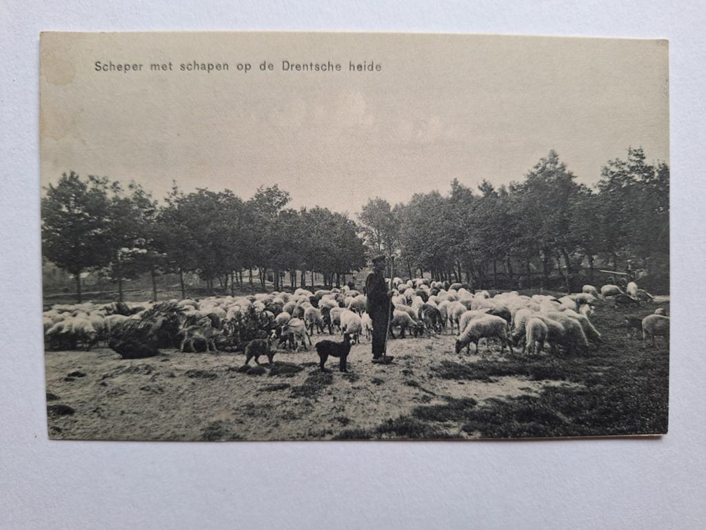 Drenthe heide, Ophalen of Verzenden, Drenthe