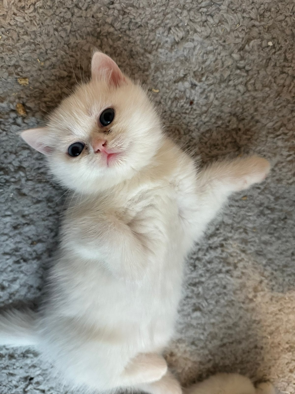 Britse korthaar kittens, Dieren en Toebehoren, Meerdere dieren, Ontwormd