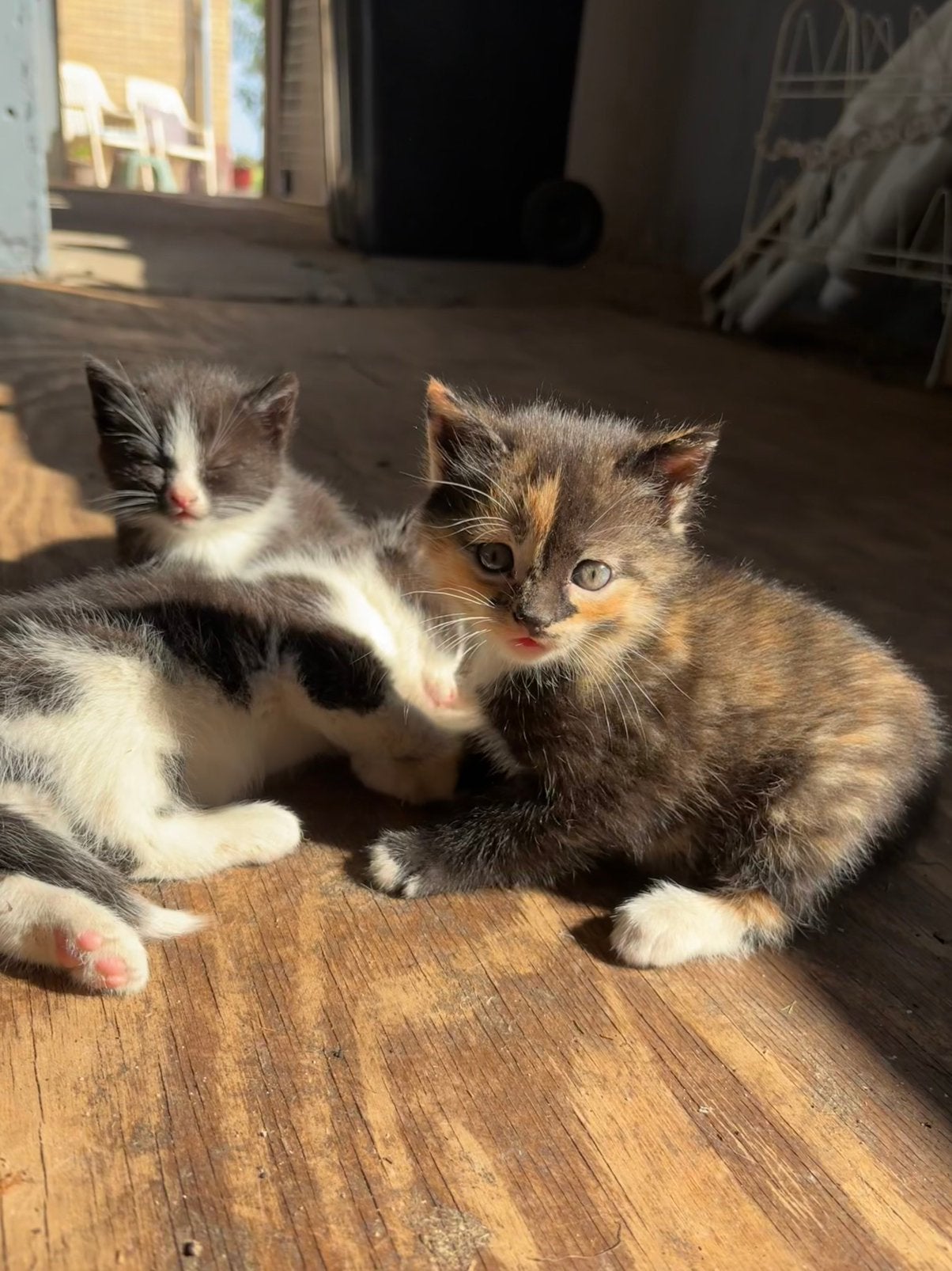 Vijf boerderij kittens te koop!, Poes, 0 tot 2 jaar
