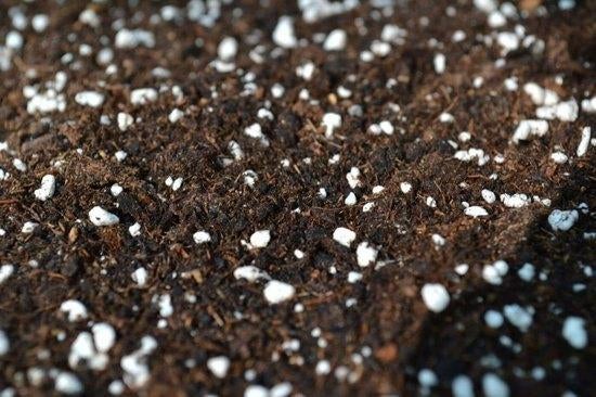 Professionele bemeste potgrond Helleborus Vaste planten, Ophalen, Potgrond