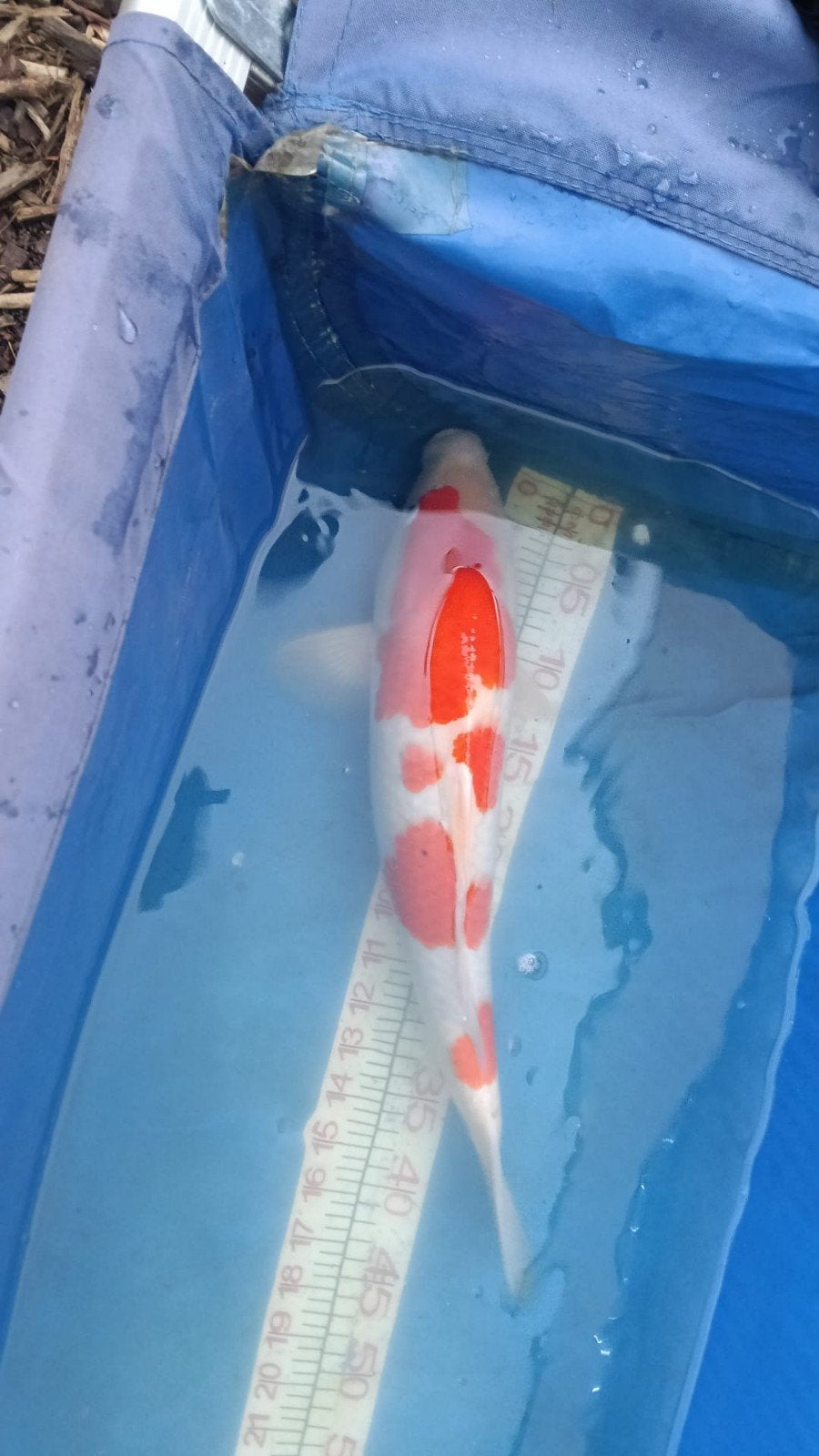 Japanse koi, Karper of Koi