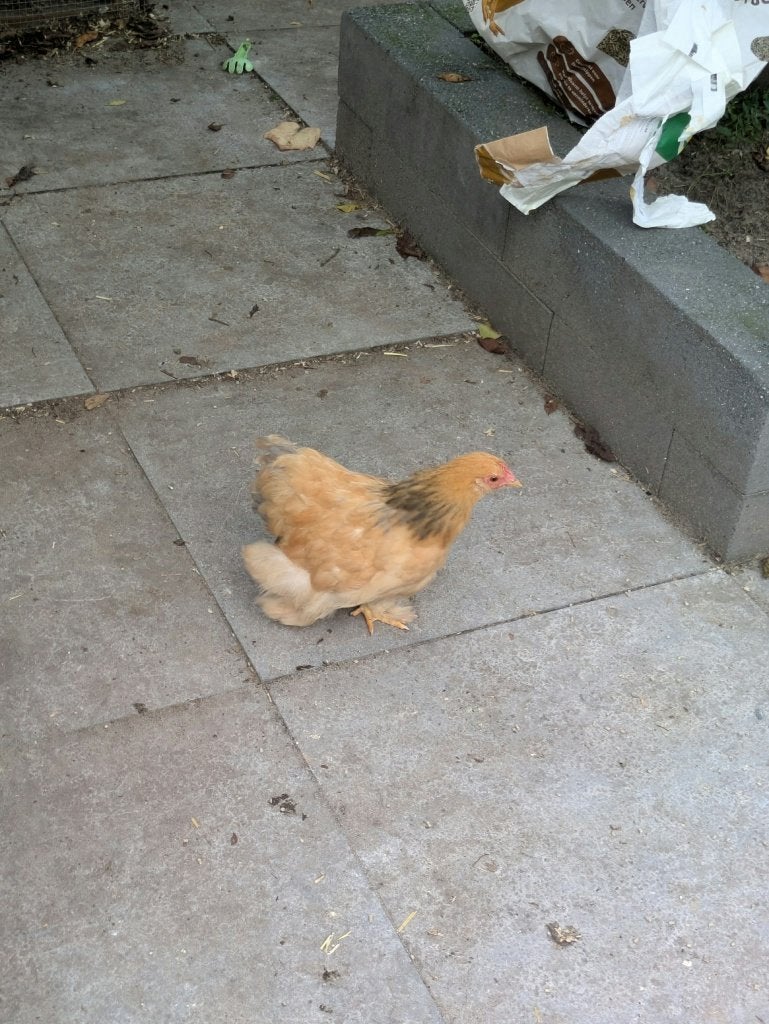 Jong cochin hennetje, Dieren en Toebehoren, Vrouwelijk, Kip
