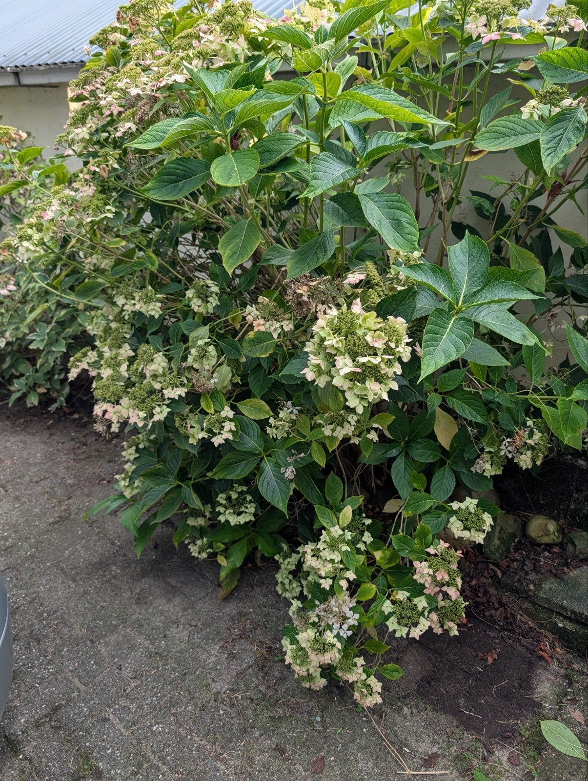 7 Hortensia's van groot naar klein - zelf uitgraven, Tuin en Terras, Vaste plant, Halfschaduw, Zomer, Ophalen