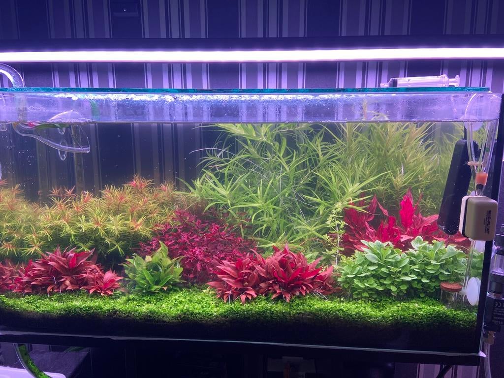 Aquariumplanten, Dieren en Toebehoren, Vissen | Aquaria en Toebehoren, Ophalen, Zo goed als nieuw, Plant(en), Steen of Hout