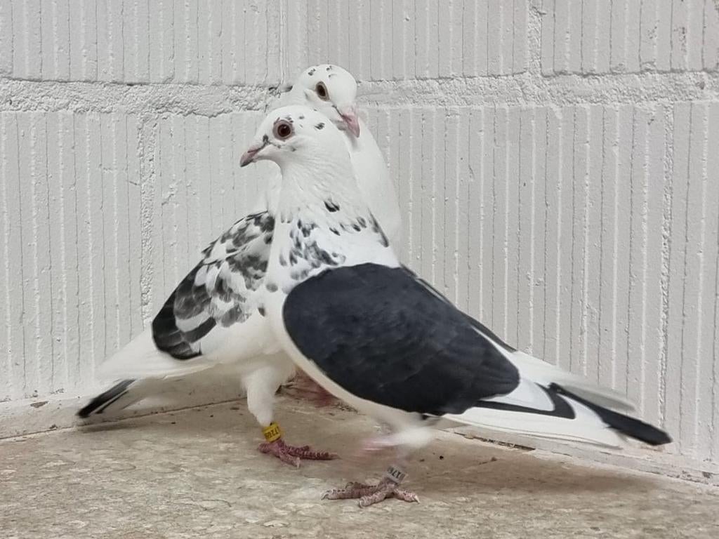 Koppel kleur postduiven, Dieren en Toebehoren, Meerdere dieren, Postduif