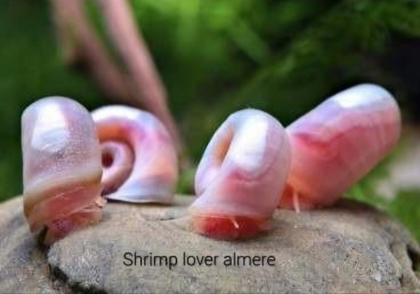 mooie posthoorn slakken diverse kleuren beschikbaar, Dieren en Toebehoren, Vissen | Aquariumvissen, Slak of Weekdier, Zoetwatervis