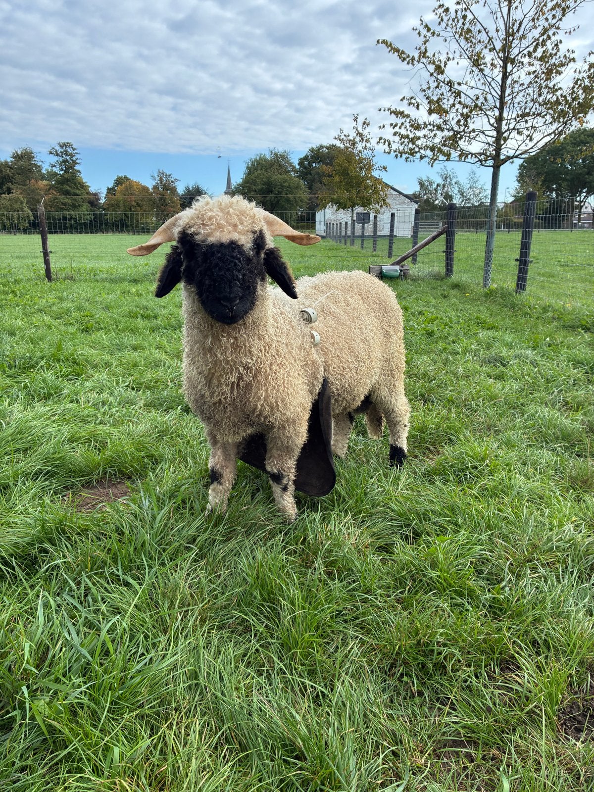 Walliser Schwarznase dek ram ARR/ARR