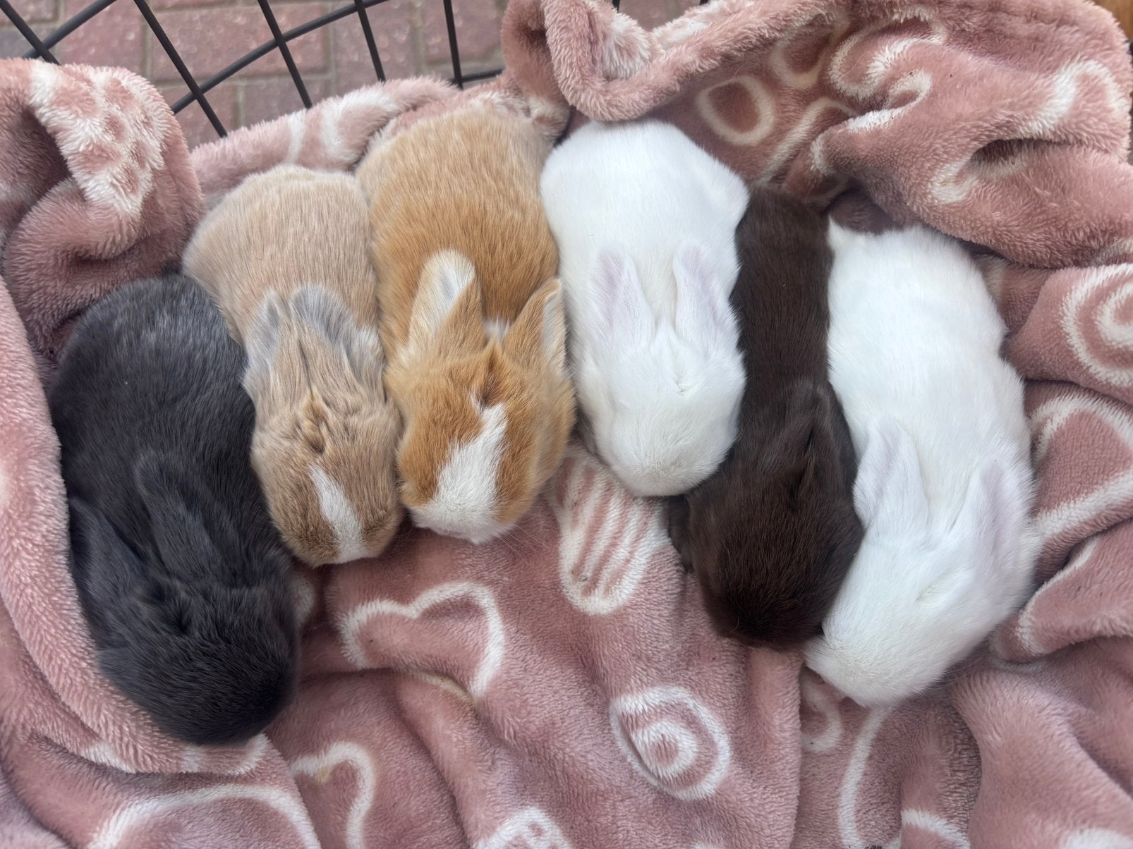 Knappe minilop baby konijntjes, Dieren en Toebehoren, Konijnen, Klein, Meerdere dieren, 0 tot 2 jaar, Hangoor