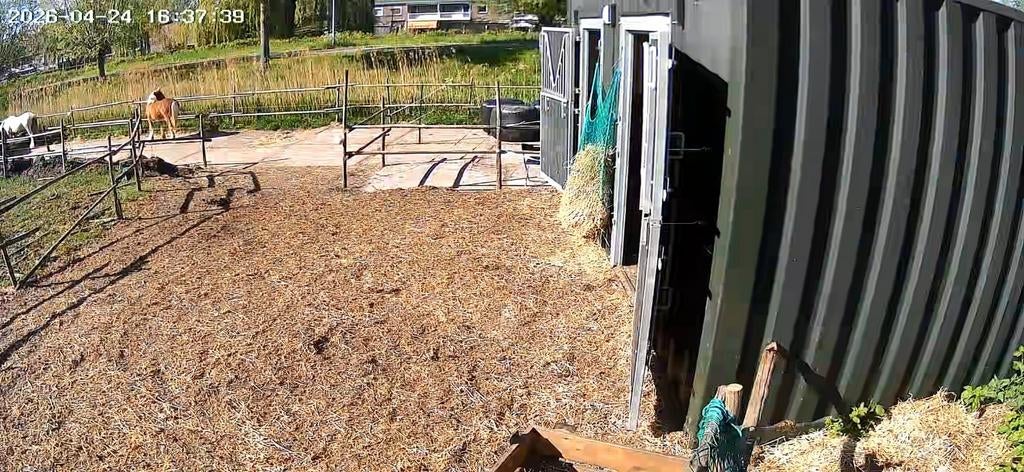 Paddock Paradise Rotterdam Zuid, Weidegang
