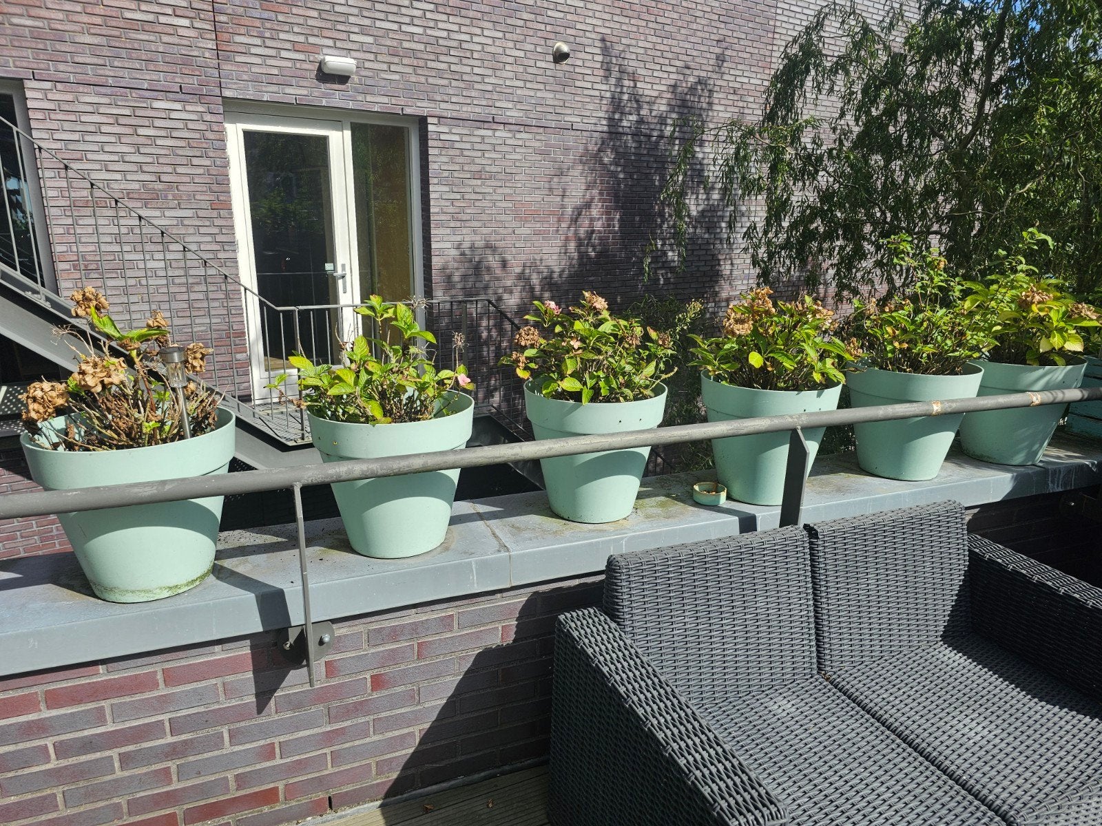 Hortensia in pot, Tuin en Terras, Ophalen, Kunststof, Gebruikt, Minder dan 60 cm
