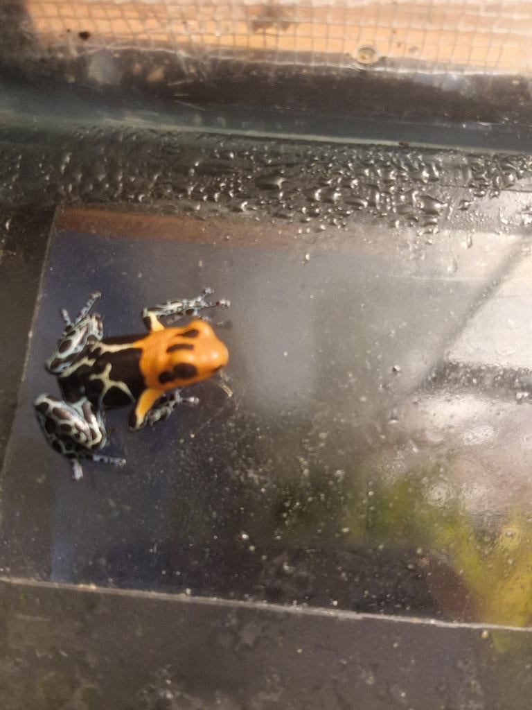 Ranitomeya Fantastica Caynarachi 0.1.0 35€, Dieren en Toebehoren, Reptielen en Amfibieën, 0 tot 2 jaar