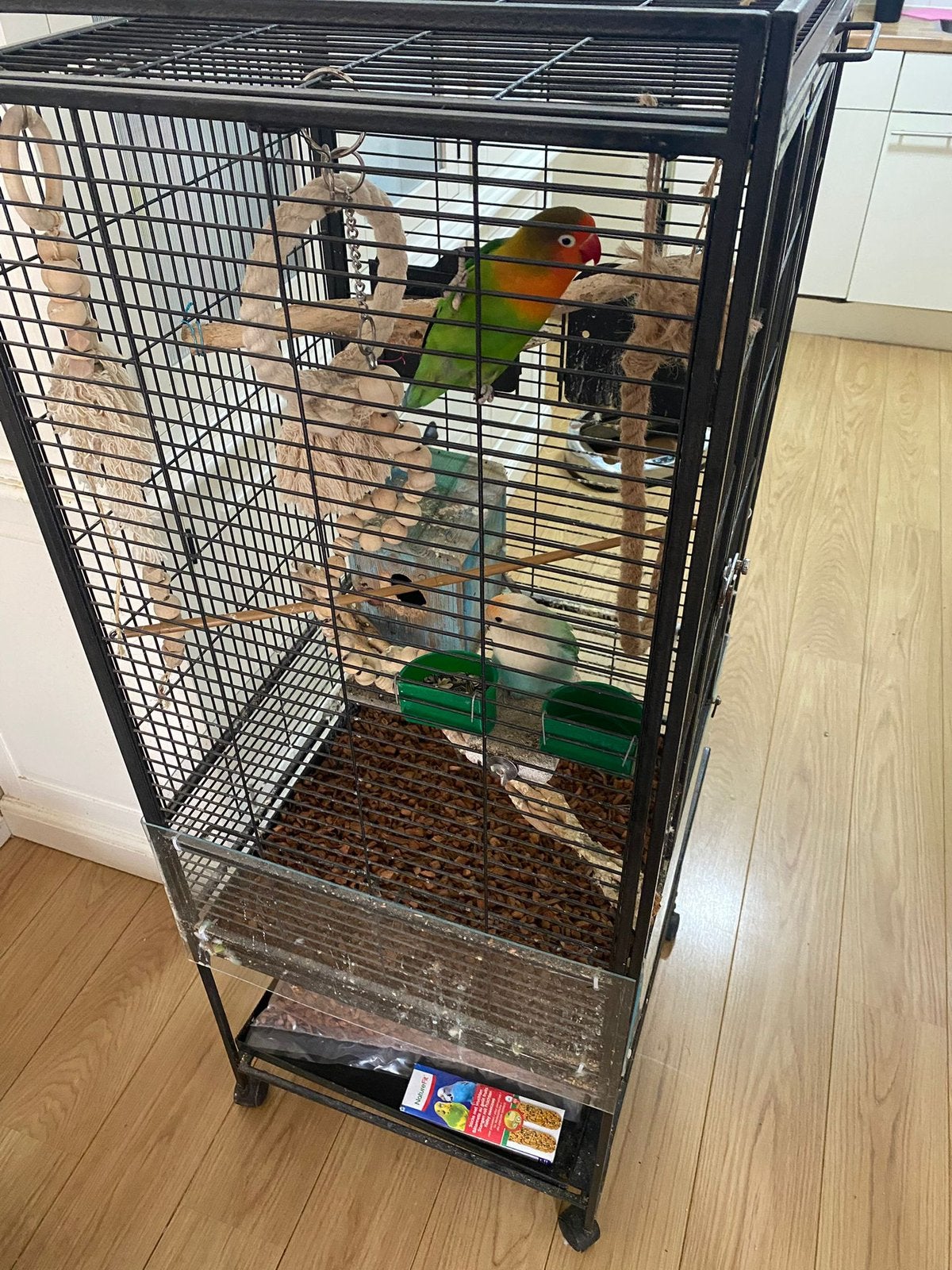 Agapornis 2 koppels + 1 jaar voer erbij, Meerdere dieren
