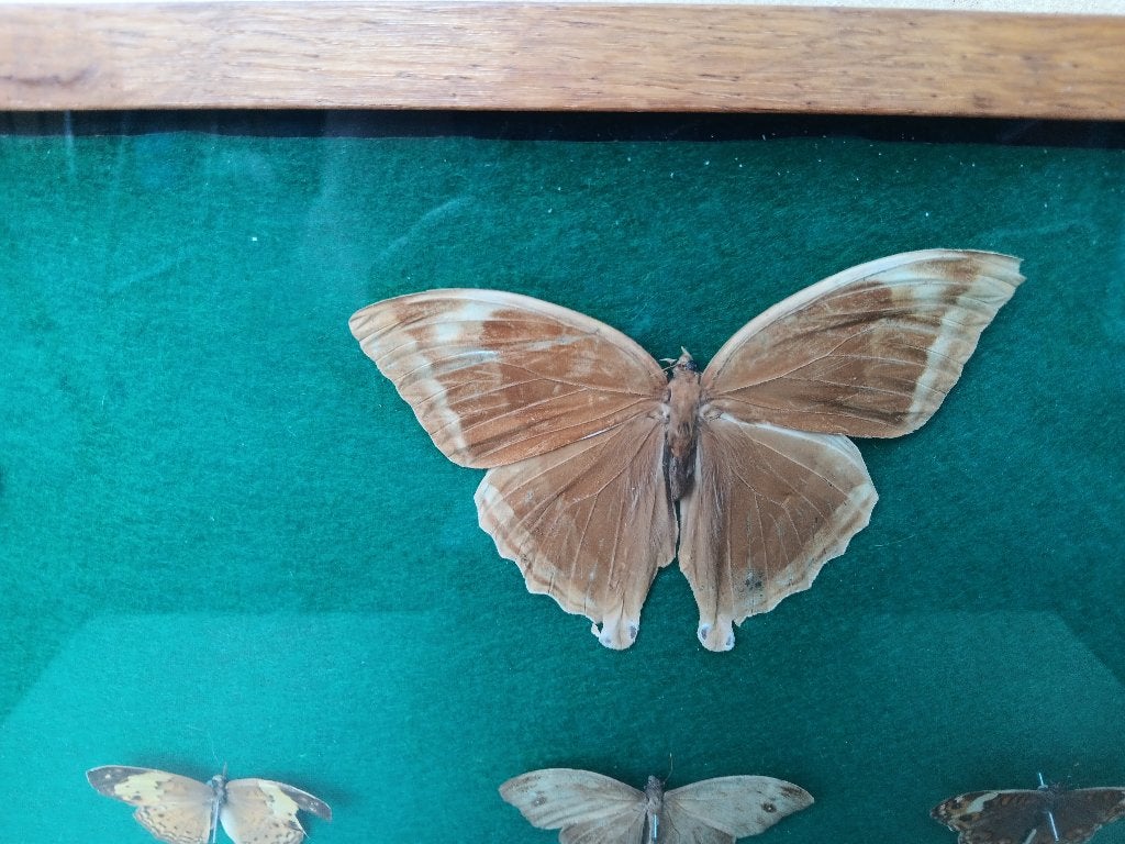 Vlinderkast met o.a. grote Atlasvlinder, Verzamelen, Ophalen of Verzenden, Gebruikt, Insect, Opgezet dier