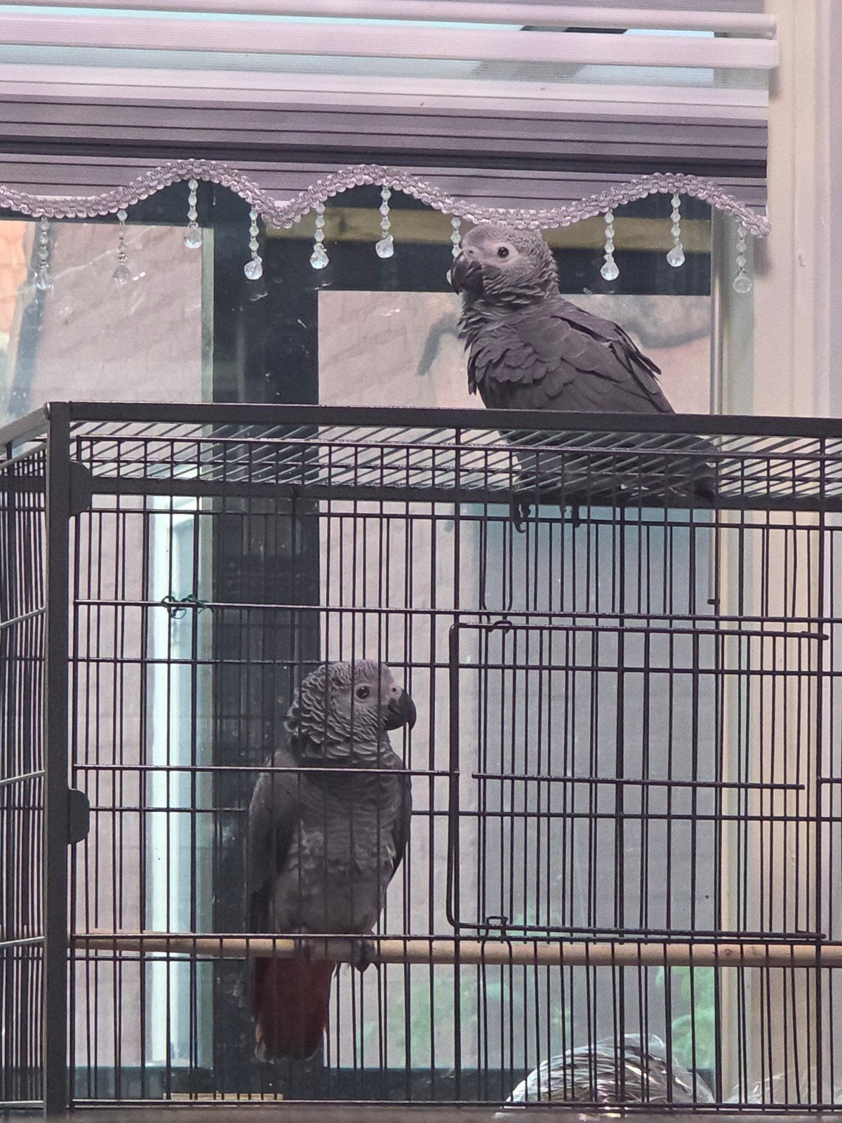 grijze roodstaart papegaaien, Dieren en Toebehoren, Vrouwelijk, Parkiet