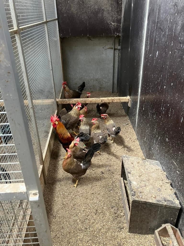 Te koop patrijsleghorn en zilver patrijsleghorn, Dieren en Toebehoren, Meerdere dieren