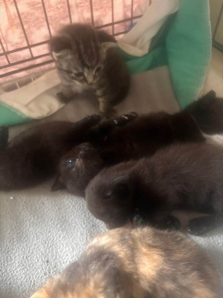 Kitten mix ras, Meerdere dieren, 0 tot 2 jaar