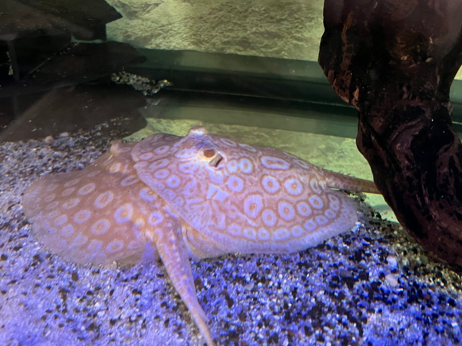 Albino Base Pearl rog, Ophalen, Gevuld zoetwateraquarium