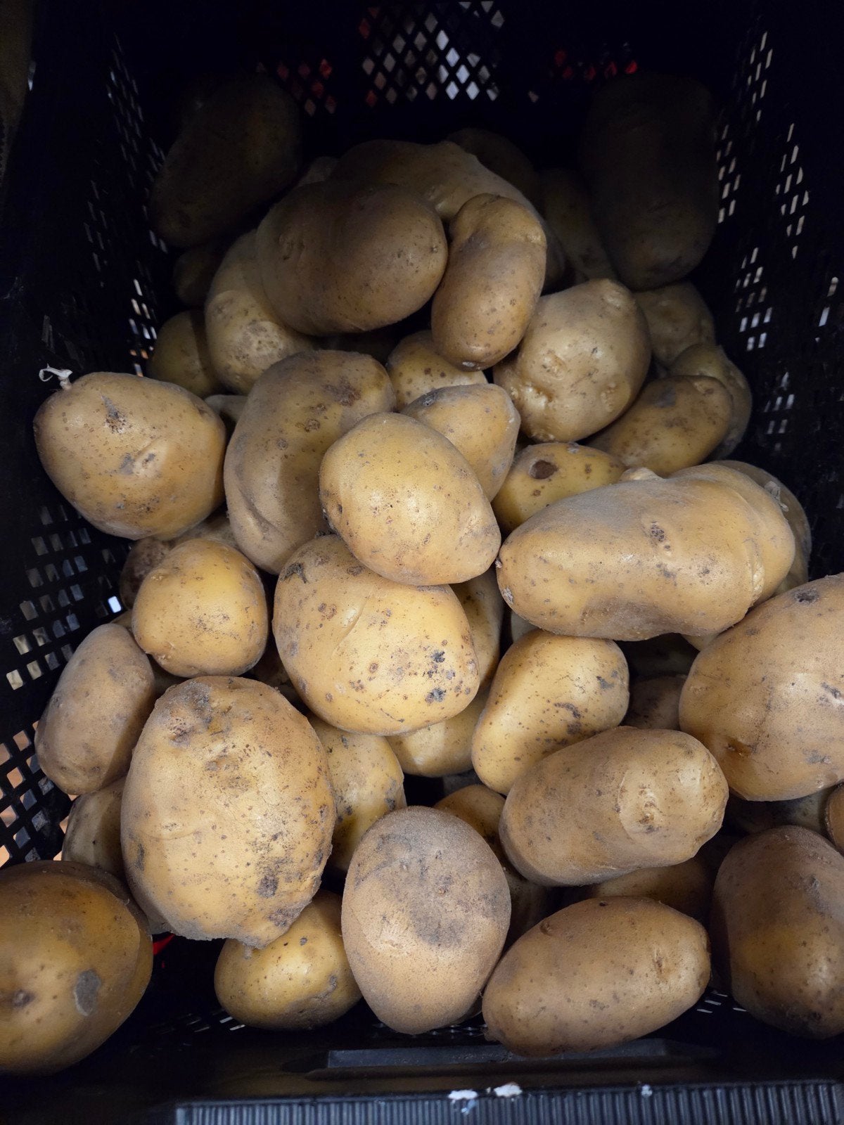 Nieuwe oogst Frieslander aardappelen, Diversen, Levensmiddelen, Ophalen