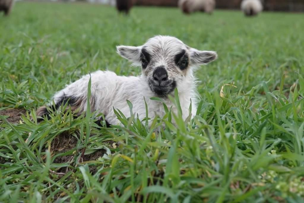 ouessant  minischaapjes met ietsje ander bloed   KLEURRIJK, Dieren en Toebehoren, Schapen, Geiten en Varkens, Meerdere dieren