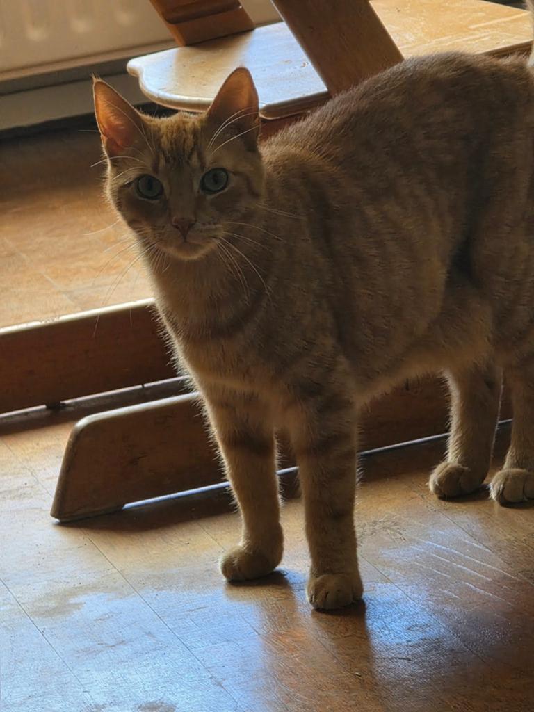 Lieve, mooie rode kater zoekt een liefdevol huisje., Kater, Gechipt, 3 tot 5 jaar