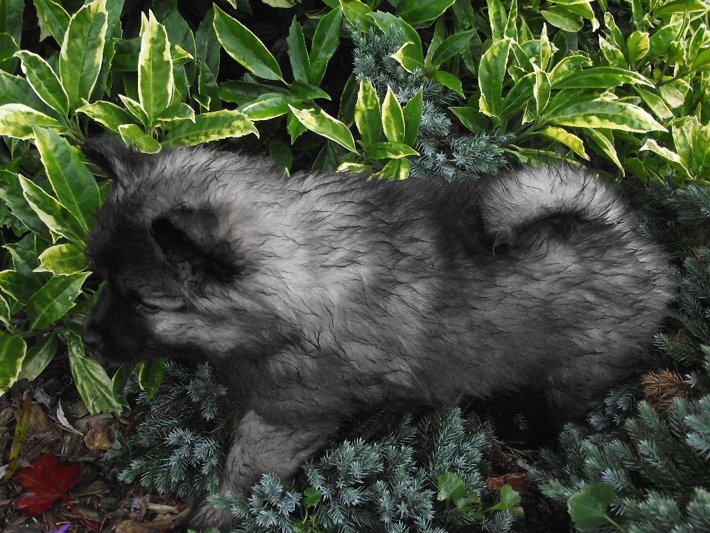 Keeshond pups, Keeshond, CDV (hondenziekte), 8 tot 15 weken, Meerdere