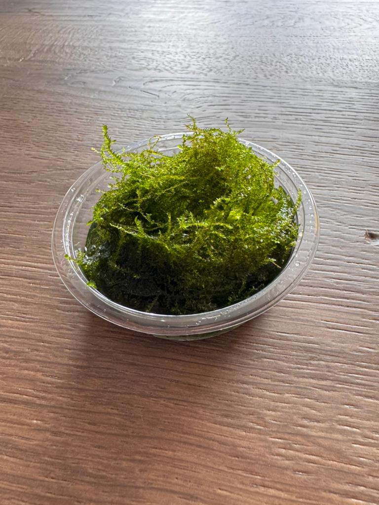 Mos aquarium mosboompje, Ophalen, Zo goed als nieuw, Plant(en), Steen of Hout