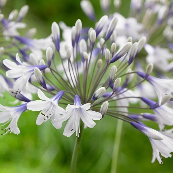 Agapanthus 'twister' te koop, Ophalen, Volle zon