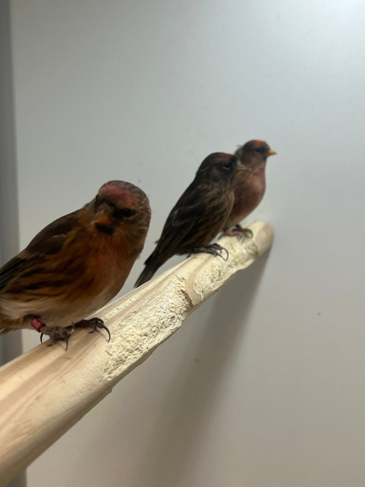 Kleine Barmsijs Donkerfactor, Dieren en Toebehoren, Meerdere dieren, Wildzangvogel, Geringd