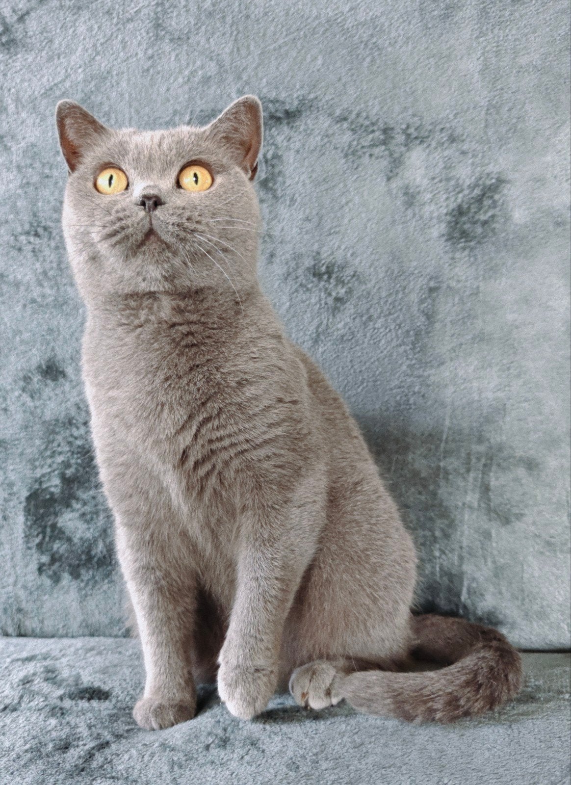 Amira britse korthaar poes, Poes, Met stamboom, 3 tot 5 jaar