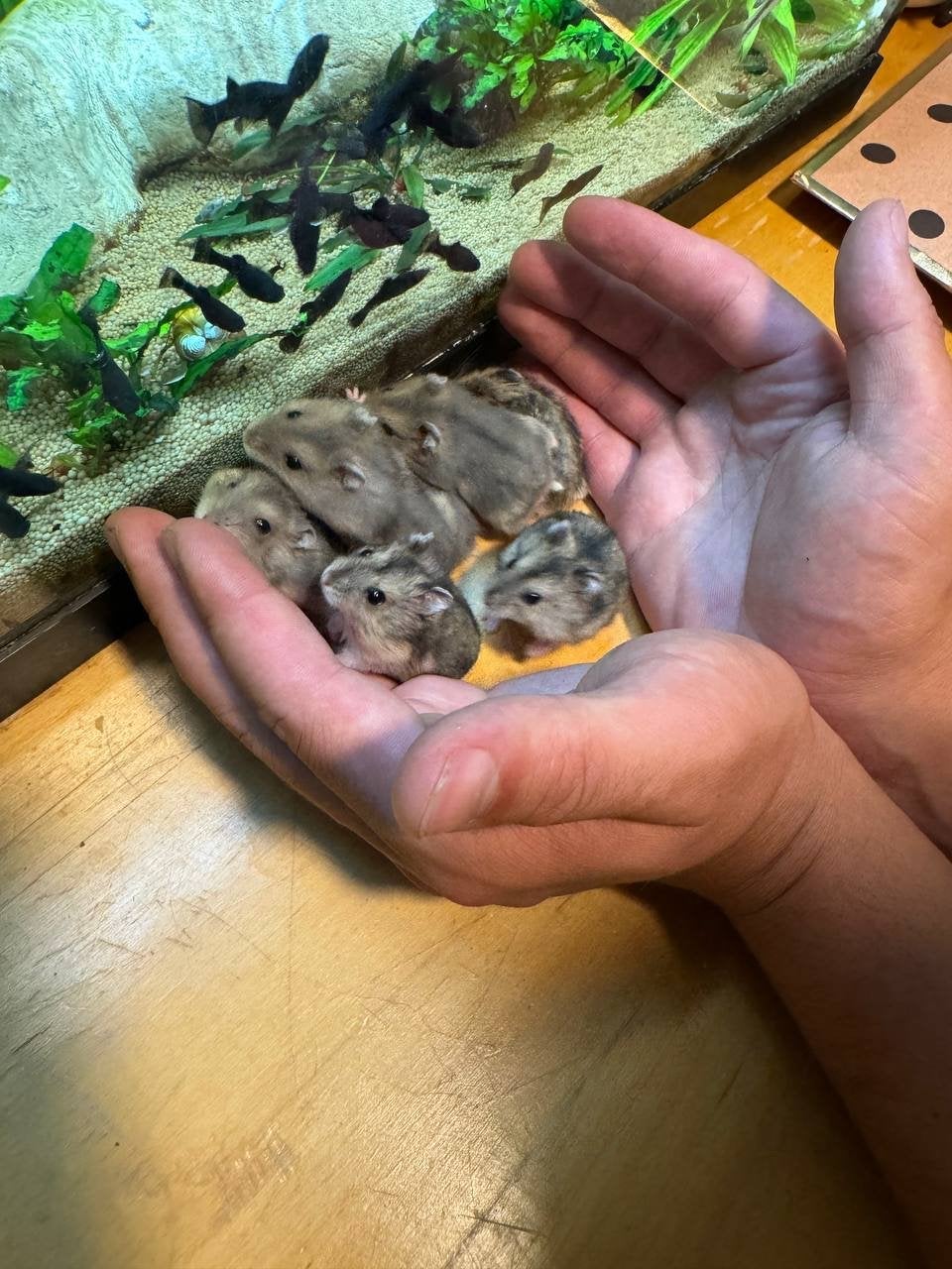 Een klein en zeer beweeglijk knaagdier, Dieren en Toebehoren, Hamster, Augustus, Meerdere dieren, Tam