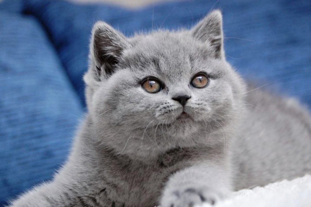 Schattige Britse korthaar kittens Klaar voor een gouden mand, Dieren en Toebehoren, Meerdere dieren, Ontwormd, 0 tot 2 jaar