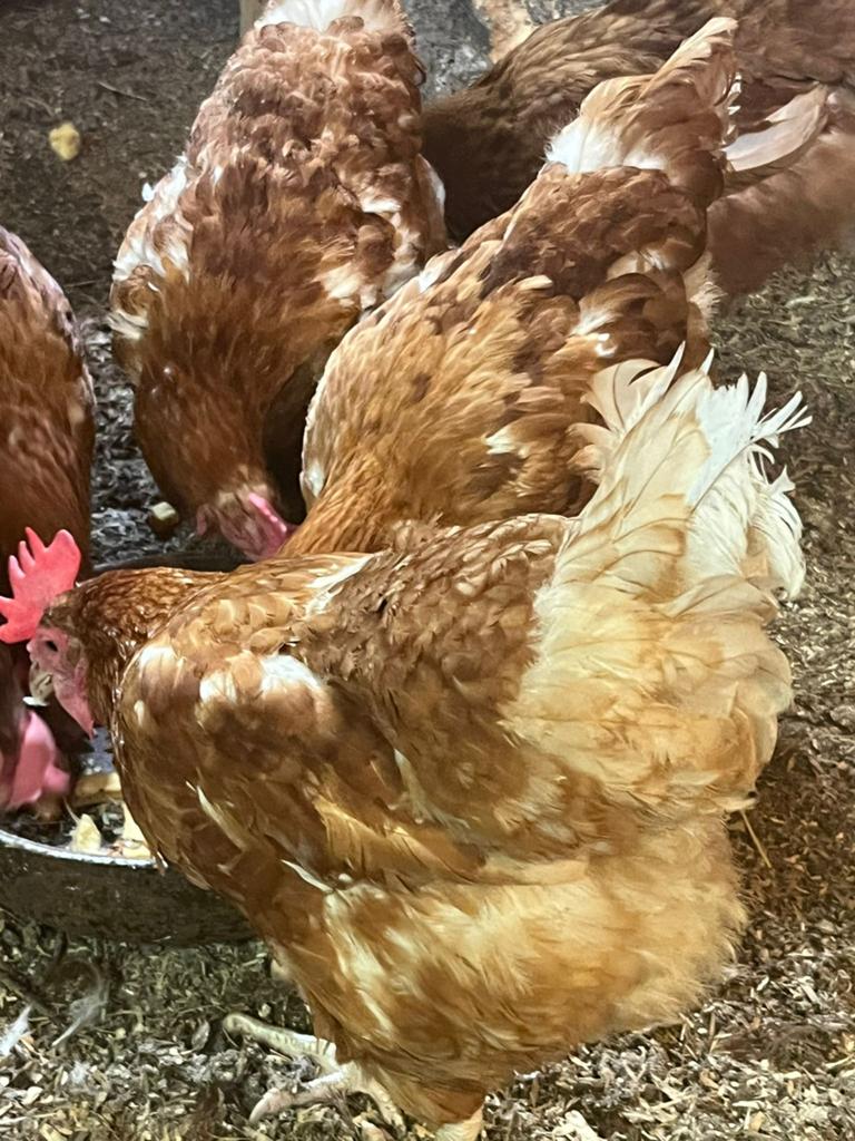 Gratis legkippen, Dieren en Toebehoren, Pluimvee, Vrouwelijk, Kip
