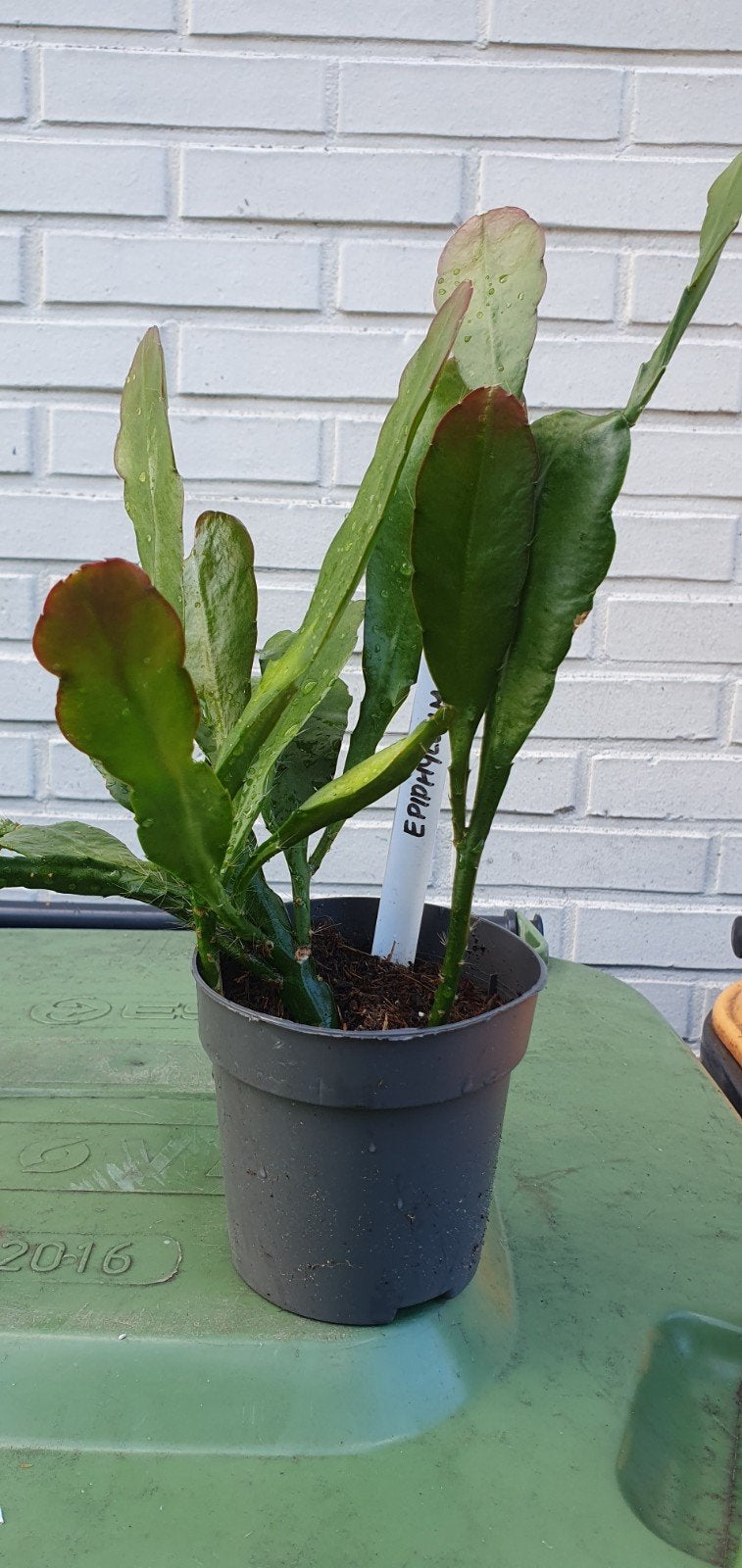 Grootbladige lidcactus (Epiphyllum), Huis en Inrichting, Ophalen, Vetplant, Halfschaduw, In pot