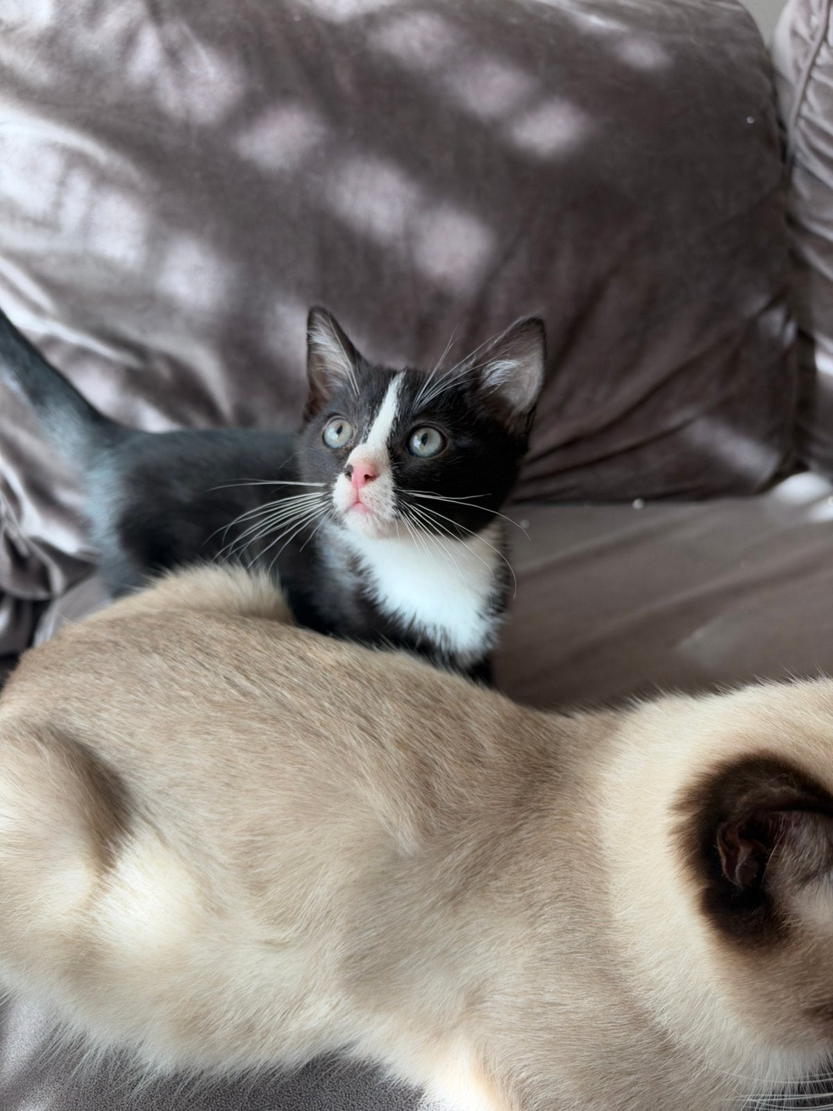 Ragdoll kittens kruising, Poes, Kortharig, 0 tot 2 jaar