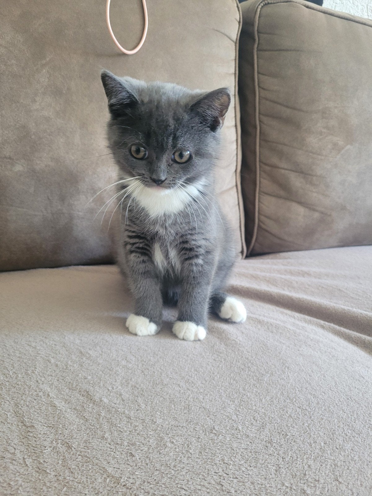 Britse korthaar kitten, Dieren en Toebehoren, Kater, Ingeënt, 0 tot 2 jaar
