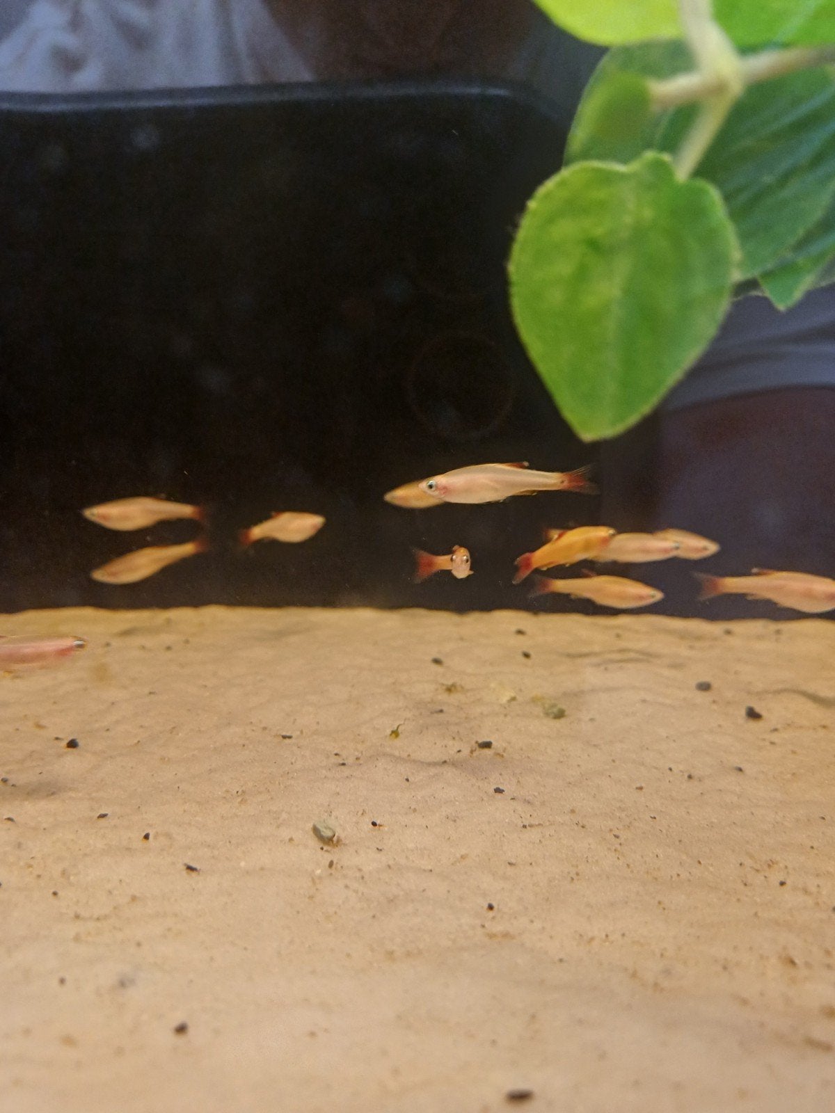 goud danio, Dieren en Toebehoren, Vis