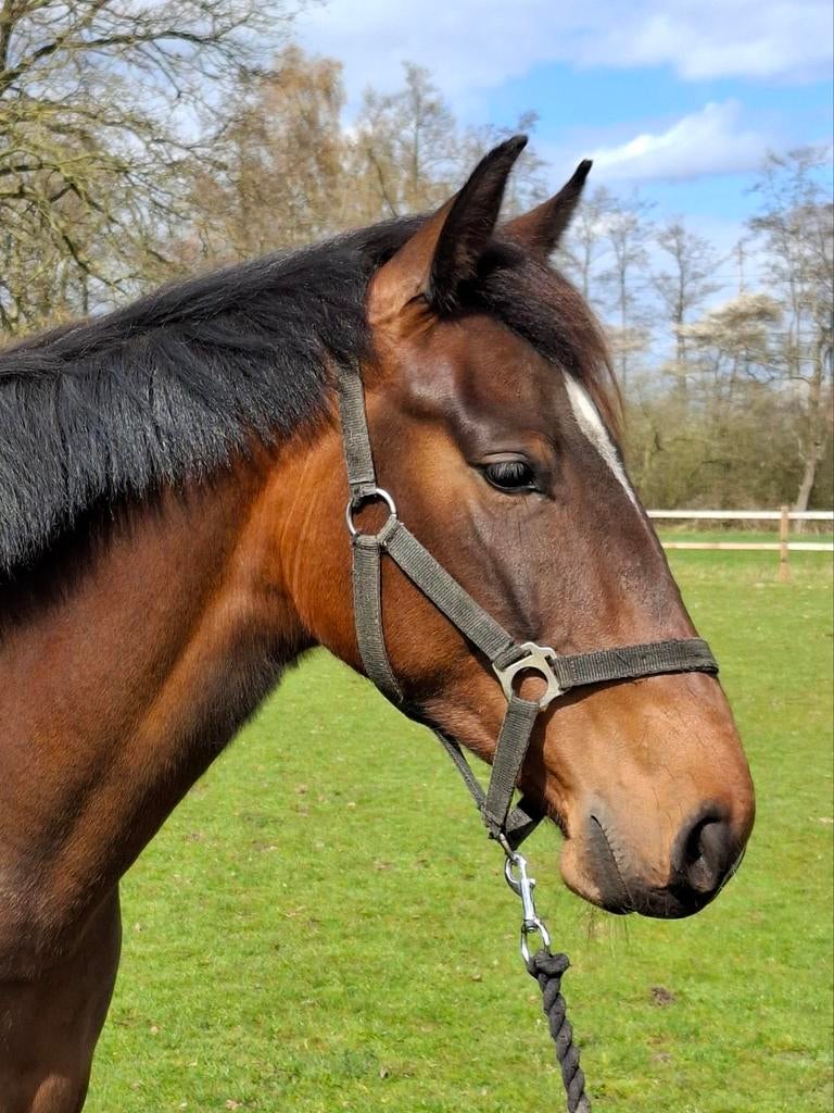 Te koop 2 jarige merrie, Dieren en Toebehoren, Paarden, Merrie, Met stamboom, Dressuurpaard, 0 tot 2 jaar